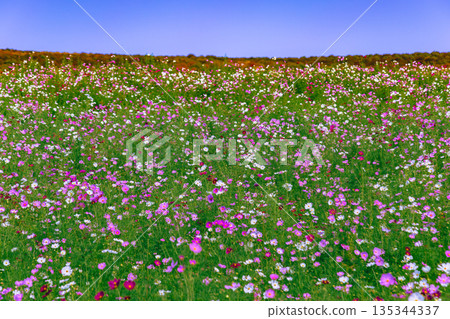 Cosmos in full bloom all over Cosmos in full bloom all over 135344337