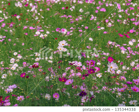 Cosmos in full bloom all over Cosmos in full bloom all over 135344338