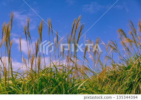 Susuki在藍天閃耀 135344394