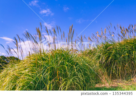 Susuki shining in the blue sky Susuki shining in the blue sky 135344395