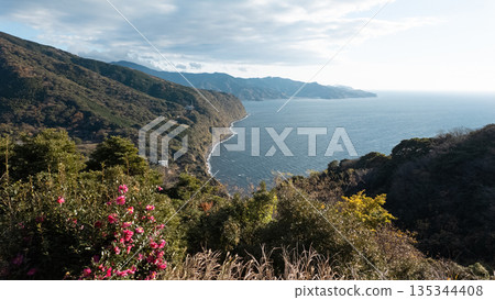 靜岡縣伊豆市西伊豆風景名勝「青之丘」的景色和鮮花 135344408