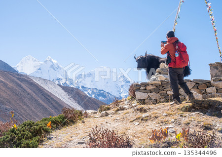 Tourist take a photograph of wild yak on the way to Dingboche village, Nepal. Tourist take a photograph of wild yak on the way to Dingboche village, Nepal. 135344496