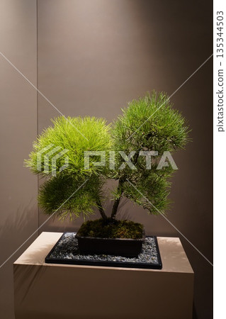 Pine bonsai 135344503