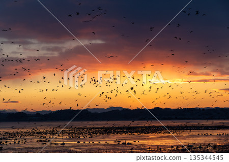 Izunuma Greater White-fronted Geese Roosts 135344545