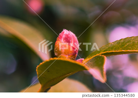 山茶花苞開始綻放 135344580