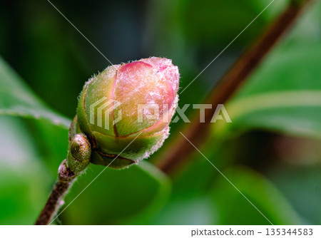已經開始開花的玫瑰花蕾 135344583