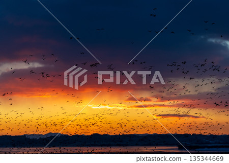 Izunuma Greater White-fronted Geese Roosts 135344669
