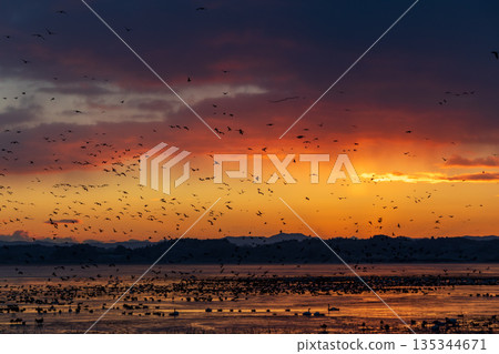 Izunuma Greater White-fronted Geese Roosts 135344671