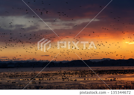 Izunuma Greater White-fronted Geese Roosts Izunuma Greater White-fronted Geese Roosts 135344672