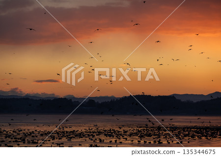 Izunuma Greater White-fronted Geese Roosts 135344675