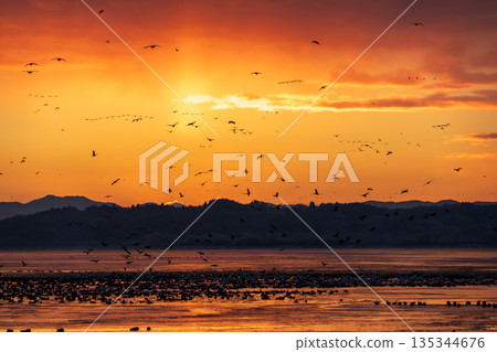Izunuma Greater White-fronted Geese Roosts Izunuma Greater White-fronted Geese Roosts 135344676