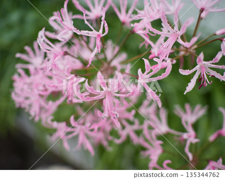 住宅花園裡盛開的石蒜花 住宅花園裡盛開的石蒜花 135344762