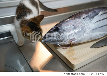 Kitten with fish on a cutting board Kitten with fish on a cutting board 135344797