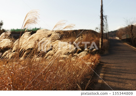 金色閃亮的Susuki 金色閃亮的Susuki 135344809