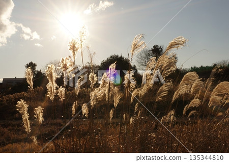 與Susuki的風景 135344810