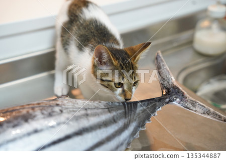 Kitten with fish on a cutting board Kitten with fish on a cutting board 135344887