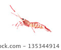 Red shrimp facing left 135344914