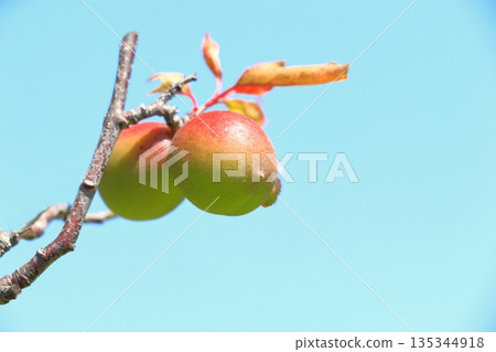 李子成熟變紅 李子成熟變紅 135344918