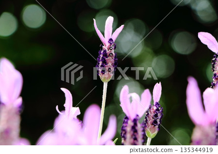 法國薰衣草花 135344919
