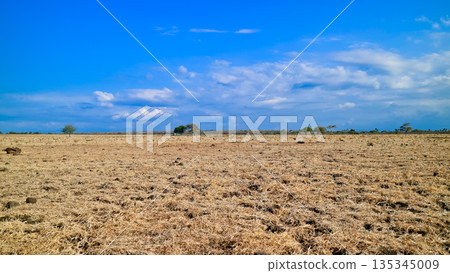 Beautiful view of the savanna, Baluran National Park, East Java, Indonesia Beautiful view of the savanna, Baluran National Park, East Java, Indonesia 135345009