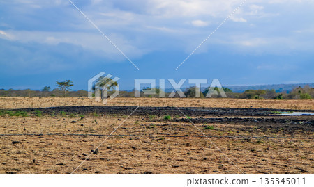 Beautiful view of the savanna, Baluran National Park, East Java, Indonesia Beautiful view of the savanna, Baluran National Park, East Java, Indonesia 135345011