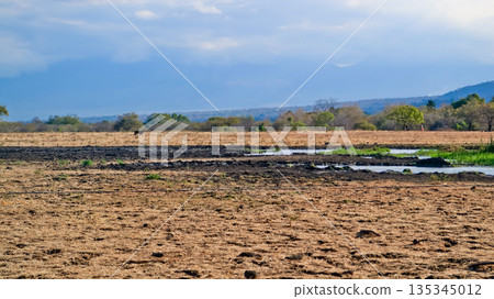 Beautiful view of the savanna, Baluran National Park, East Java, Indonesia Beautiful view of the savanna, Baluran National Park, East Java, Indonesia 135345012
