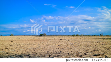 Beautiful view of the savanna, Baluran National Park, East Java, Indonesia Beautiful view of the savanna, Baluran National Park, East Java, Indonesia 135345018