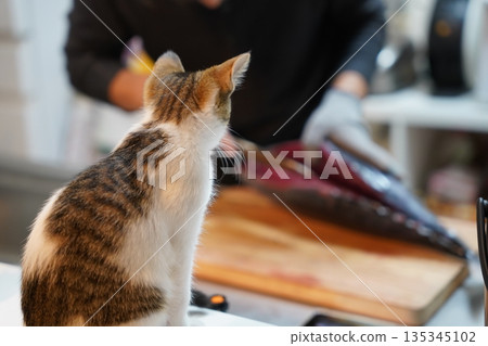 Kitten watching a fish being filleted Kitten watching a fish being filleted 135345102