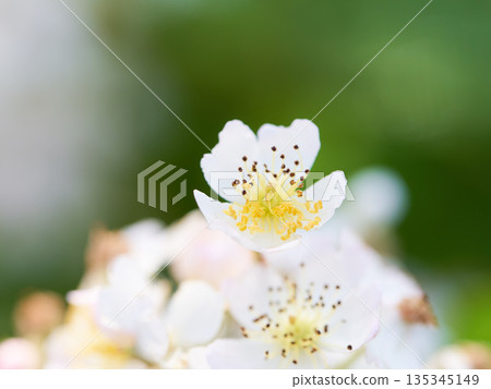 Wild rose flower close-up Wild rose flower close-up 135345149