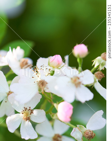 Close-up of wild rose flowers and buds Close-up of wild rose flowers and buds 135345151
