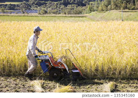 Image of rice harvesting: A man harvesting rice using a hand-pushed rice harvester binder Image of rice harvesting: A man harvesting rice using a hand-pushed rice harvester binder 135345160