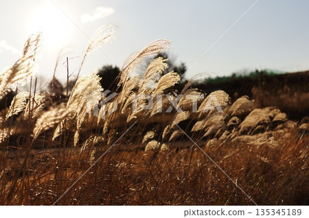 Sunset and rinse 135345189