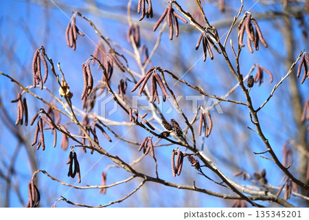 Alder flowers and fruits 135345201