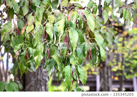 Alder flowers and fruits 135345205