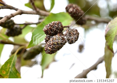 榿木的花和果實 榿木的花和果實 135345207