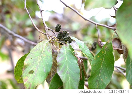 榿木的花和果實 135345244