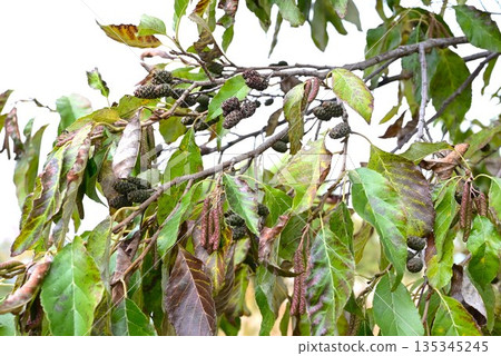 Alder flowers and fruits 135345245