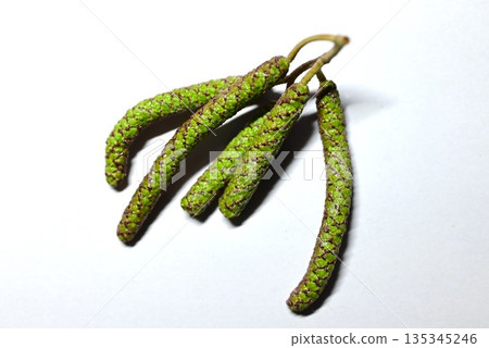 Alder flowers and fruits Alder flowers and fruits 135345246