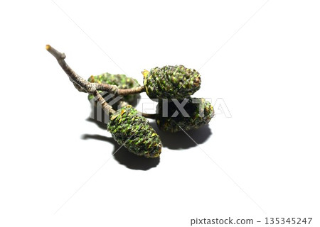 Alder flowers and fruits 135345247