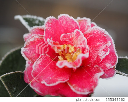 Sasanqua flowers covered with frost 135345262