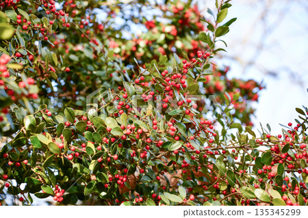 Amami holly Okinawa holly 135345299