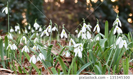 雪花蓮雪花蓮 135345300