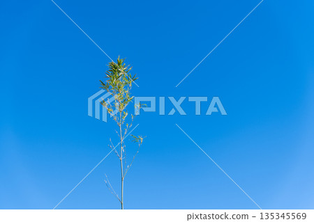 blue sky and bamboo blue sky and bamboo 135345569