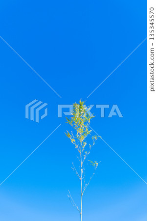 blue sky and bamboo blue sky and bamboo 135345570
