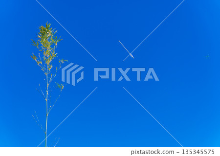 一支箭射向藍天,竹筍搖曳,一架隱約可見的飛機映入眼簾。 一支箭射向藍天,竹筍搖曳,一架隱約可見的飛機映入眼簾。 135345575