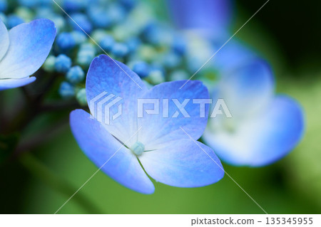 Close-up of beautifully blooming light blue hydrangea flowers Close-up of beautifully blooming light blue hydrangea flowers 135345955