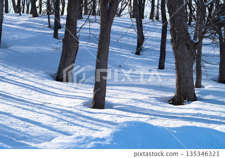 清晨的森林景色，樹根開始舒展開來。 135346321