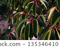 冬日陽光下閃閃發光的紅色漿果和常綠葉子 135346410