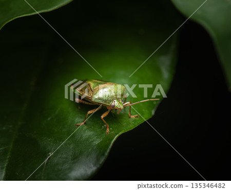 bug, insect, green 135346482