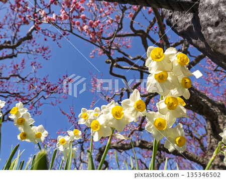 A spring collaboration! Red plum blossoms and daffodils against the blue sky A spring collaboration! Red plum blossoms and daffodils against the blue sky 135346502